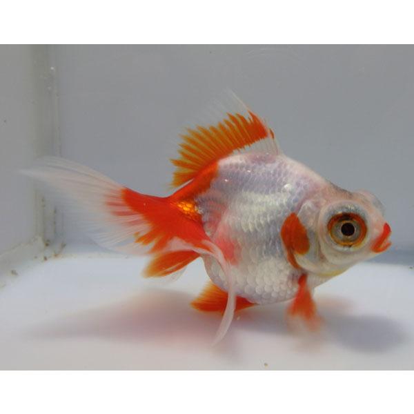 サラサ蝶尾 15番 全長約14センチ 金魚 Kingyo 金魚生体 きんぎょ 金魚