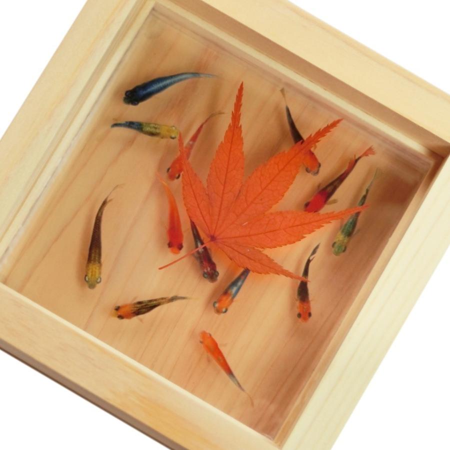 新タイプ】メダカ飼育ケース 60㍑黒x3個 オーバーフロー対策済 トロ舟