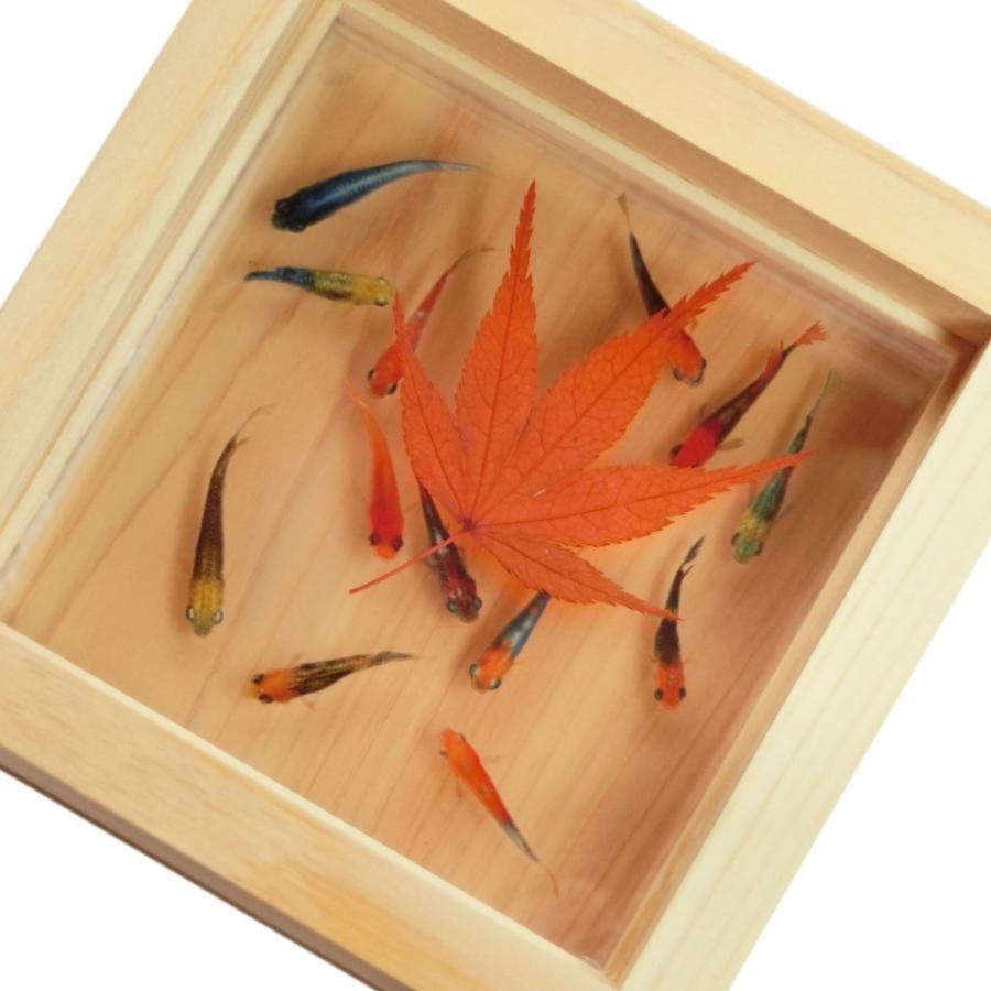 退職 プレゼント 女性 男性 お礼 60代 70代 30代 めだか メダカのインテリア雑貨 オブジェ 置き物 紅葉 Gw 寿鳳堂 通販 Yahoo ショッピング