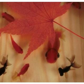 樹脂金魚 金魚アート 楽 もみじ こだわりの純日本製 ハンドメイド アクリル 樹脂 手作り ヒノキのプレゼント付き 1500円割引クーポン対象品 | 