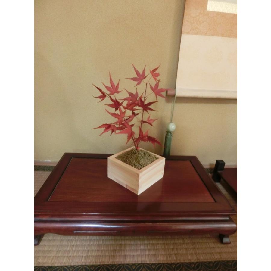 もみじの盆栽 紅葉 モミジ もみじ プリザーブドフラワー 花 プレゼント 男性 女性 還暦 結婚 誕生日 Moo0001 寿鳳堂 通販 Yahoo ショッピング