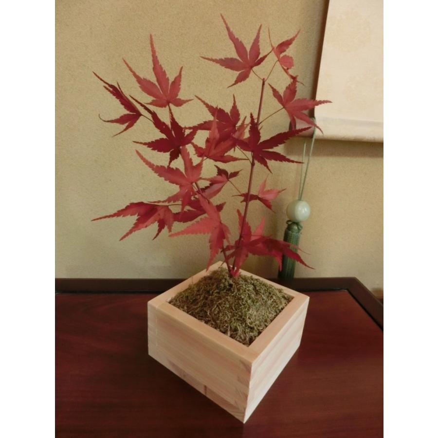 もみじの盆栽 紅葉 モミジ もみじ プリザーブドフラワー 花 プレゼント