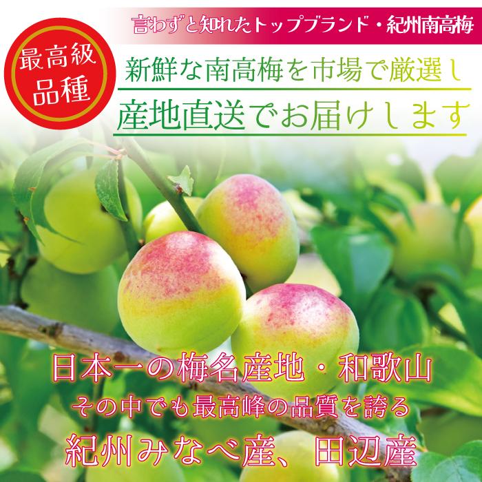 本場紀州産 木熟南高梅 4L 5kg ほんのり熟した香り高い南高梅 梅干し用