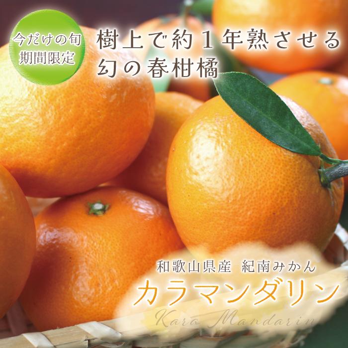 カラマンダリン【 秀品L/2L/3L(中玉から大玉)サイズ 10kg 】贈答用 カラ みかん  紀南みかん 樹上完熟 フルーツ 果物  和歌山 紀南　紀州の旬マルシェ 紀の｜kino-kishu｜02