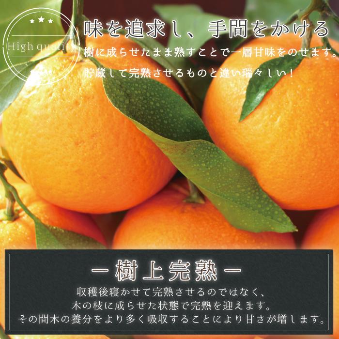 木熟清見オレンジ 【秀品 3Lサイズ 10kg】 送料無料 葉付でお 木熟清見オレンジ 【秀品 3Lサイズ 10kg】 送料無料 葉付でお