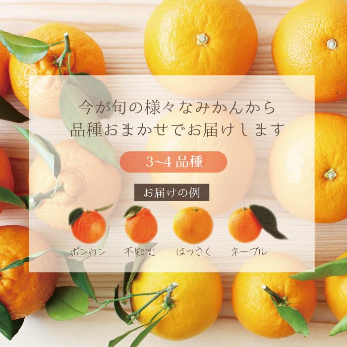 旬のみかん詰め合わせ【5kg】 ご家庭用 3〜4種類 ポンカン 旬のみかん詰め合わせ【5kg】 ご家庭用 3〜4種類 ポンカン