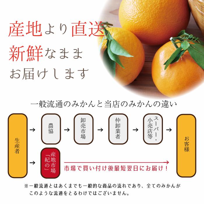 旬のみかん詰め合わせ【5kg】 ご家庭用 3〜4種類 ポンカン 旬のみかん詰め合わせ【5kg】 ご家庭用 3〜4種類 ポンカン