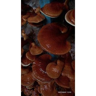 国産 アウトレット 霊芝 500g （れいし レイシ）霊芝茶 漢方 サプリ