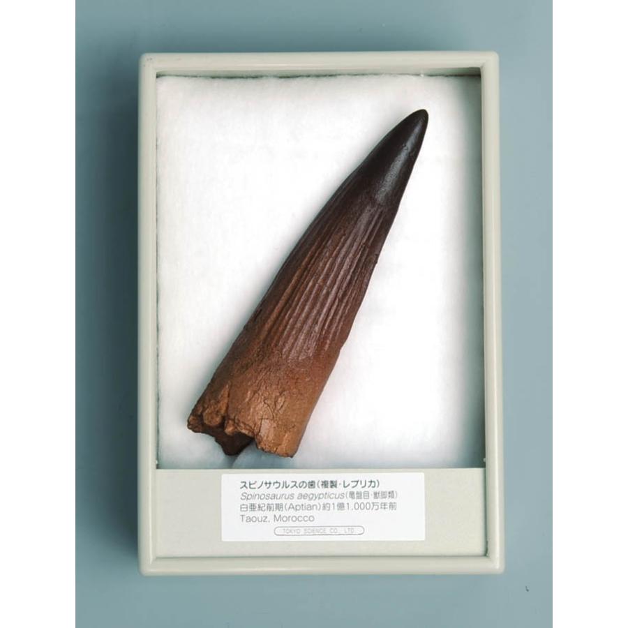 スピノサウルスの歯（レプリカ） FR021 : 紀伊國屋書店Yahoo!店 - 通販