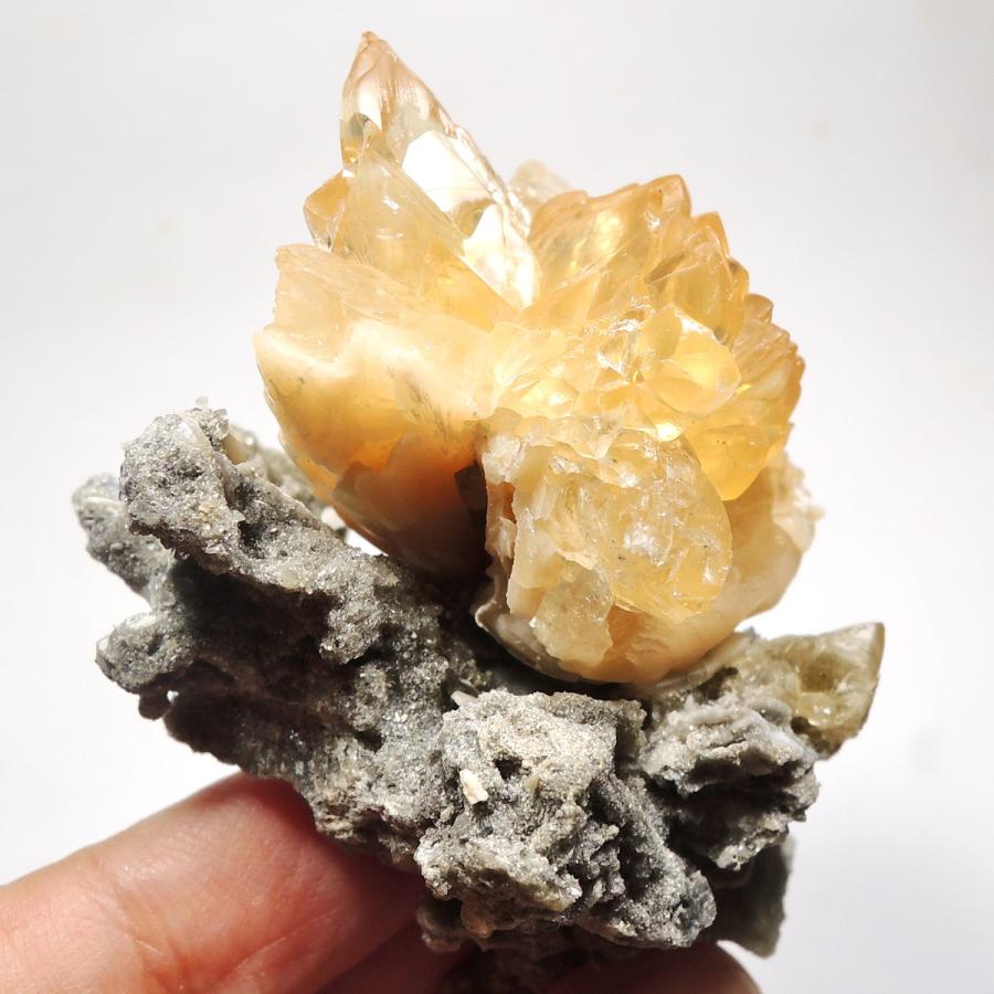 カルサイト貝化石