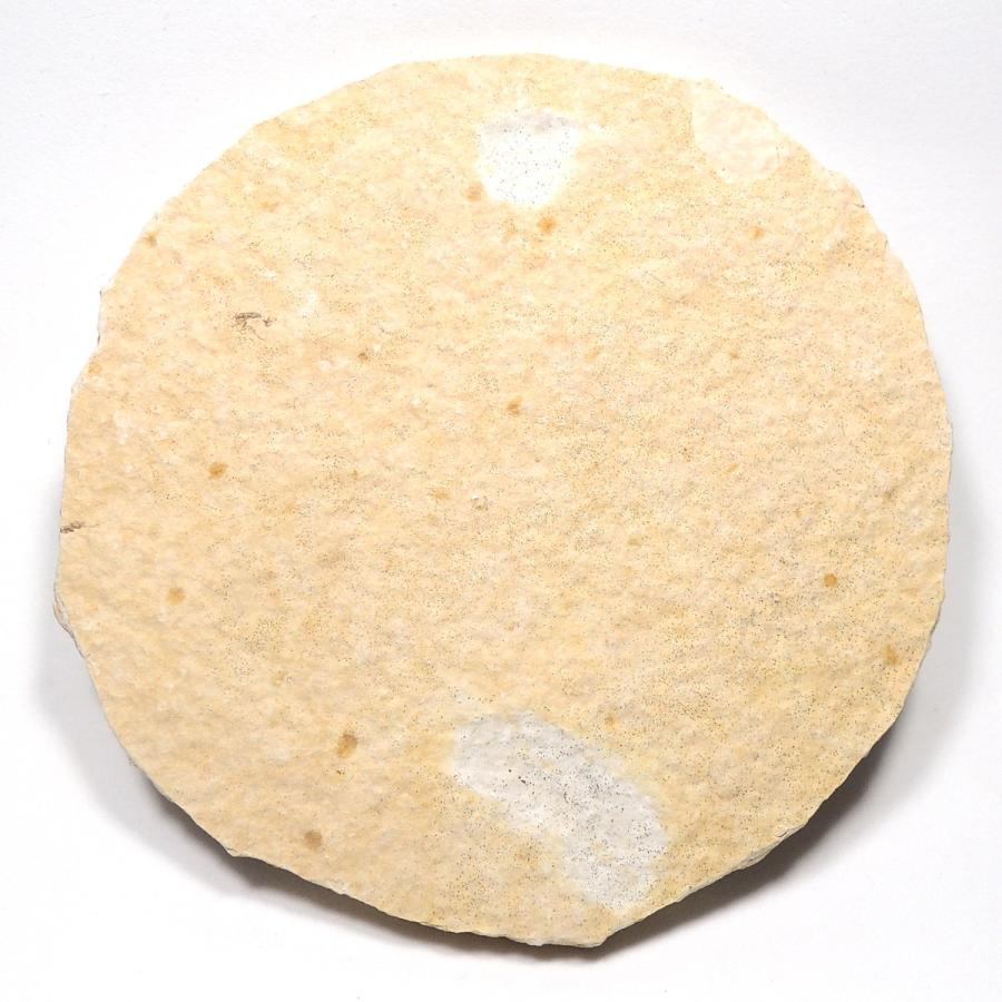 魚化石 淡水魚化石 ナイティア アメリカ産 : 鉱物標本 天然石 金星舎