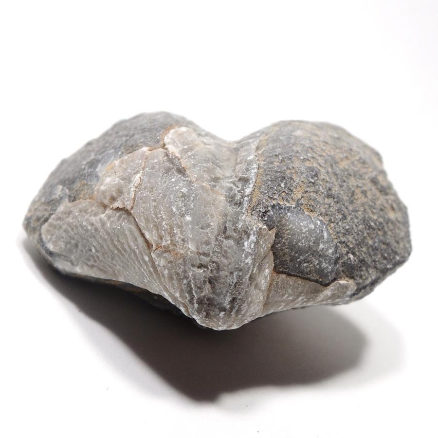 腕足貝化石 石燕 腕足動物化石 モロッコ産 : 鉱物標本 天然石 金星舎