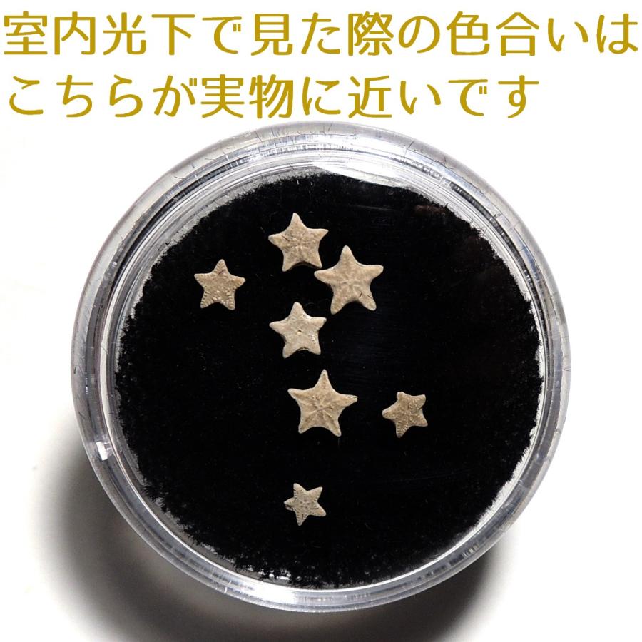 ウミユリ　化石　鑑定書付 まるで海中を漂うかのようなウミユリ化石（Scyphocrinus elegans