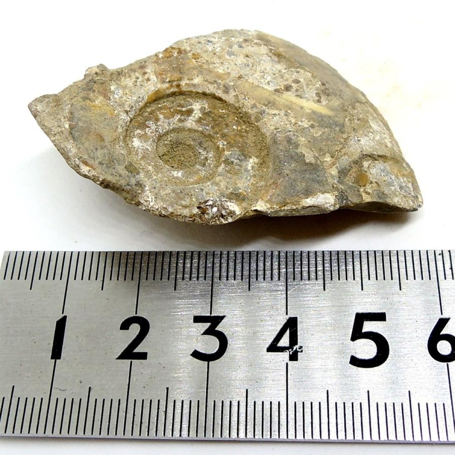 北海道産 アンモナイト化石 ハウエリセラス化石 標本 国産 日本 北海道産 アンモナイト化石 ハウエリセラス化石 標本 国産 日本