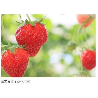 いちごあめ出品① お試し用！菊水製菓のおまかせあめ(合計600g・おまかせ3種) 飴
