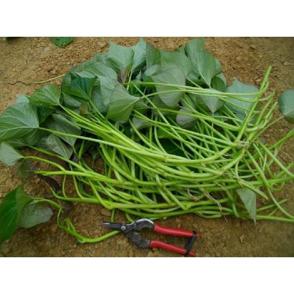 翌日発送可 安納芋 苗 10本 さつまいも苗 :n-006:金太郎倶楽部 - 通販