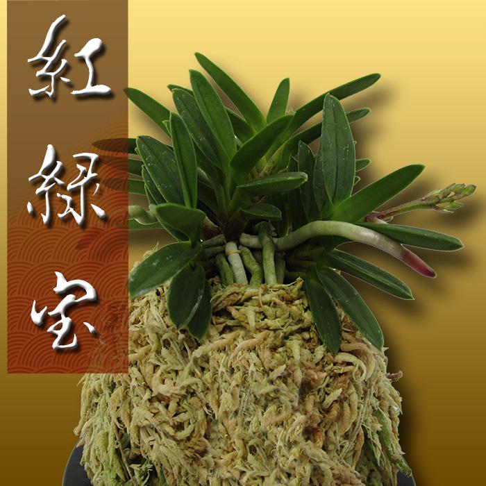 風蘭 富貴蘭 観葉植物 東洋欄 山野草 花 苗 鉢 父の日 母の日 敬老の日 贈答用 紅緑宝 A501 Kira Bsmile 通販 Yahoo ショッピング