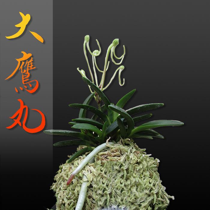 風蘭 富貴蘭 観葉植物 東洋欄 山野草 花 苗 鉢 父の日 母の日 敬老の日 贈答用 大鷹丸 B1125 Kira Bsmile 通販 Yahoo ショッピング