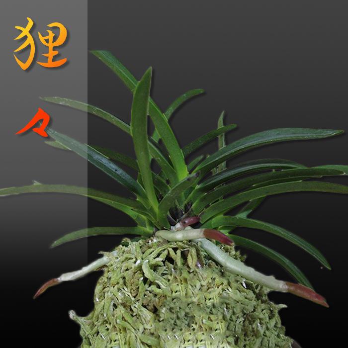 風蘭 富貴蘭 観葉植物 東洋欄 山野草 花 苗 鉢 父の日 母の日 敬老の日 贈答用 狸々 B1600 Kira Bsmile 通販 Yahoo ショッピング