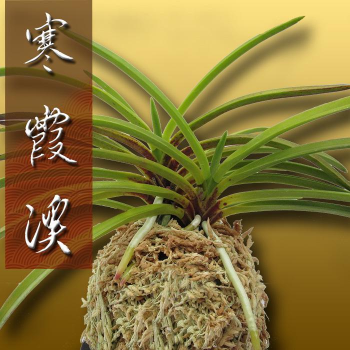 希少 山野草 東洋欄 観葉植物 富貴蘭 風蘭 山採り 富貴蘭 風蘭 観葉植物 室内でも育てやすい 花 寒霞渓 贈答用 敬老の日 母の日 父の日 鉢 苗 生花 Cooesan Com