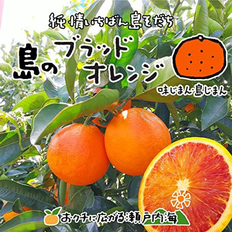 楽天市場 希望の島 ブラッドオレンジ タロッコ 3kg 贈答用 中玉 愛媛 中島産 みかん 柑橘 送料込 Turningheadskennel Com