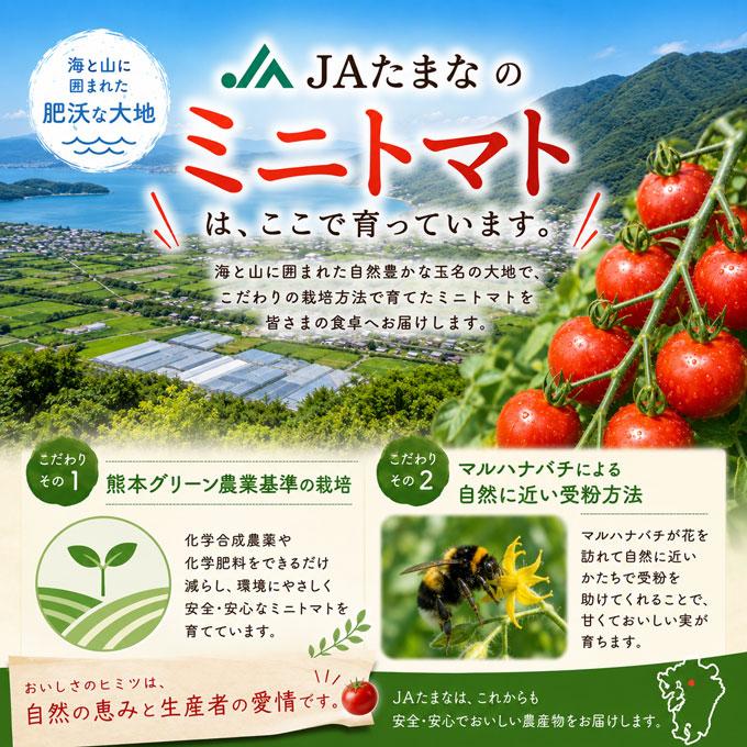 ちょい値下】 JA直送 熊本県産 特選ミニトマト玉宝1.5kg 送料無料