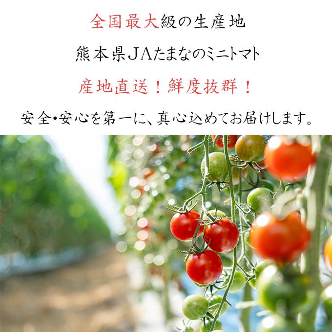 熊本産地直送トマト真っ青16Kg 熊本産地直送トマト真っ青16Kg 【公式通販】