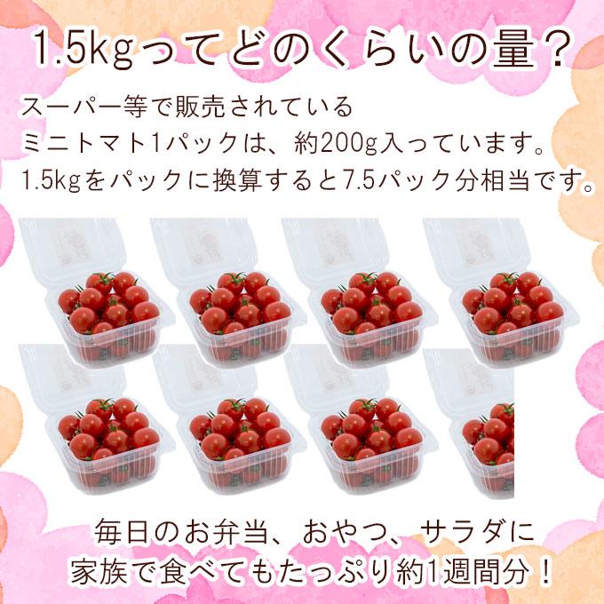 ちょい値下】 JA直送 熊本県産 特選ミニトマト玉宝1.5kg 送料無料
