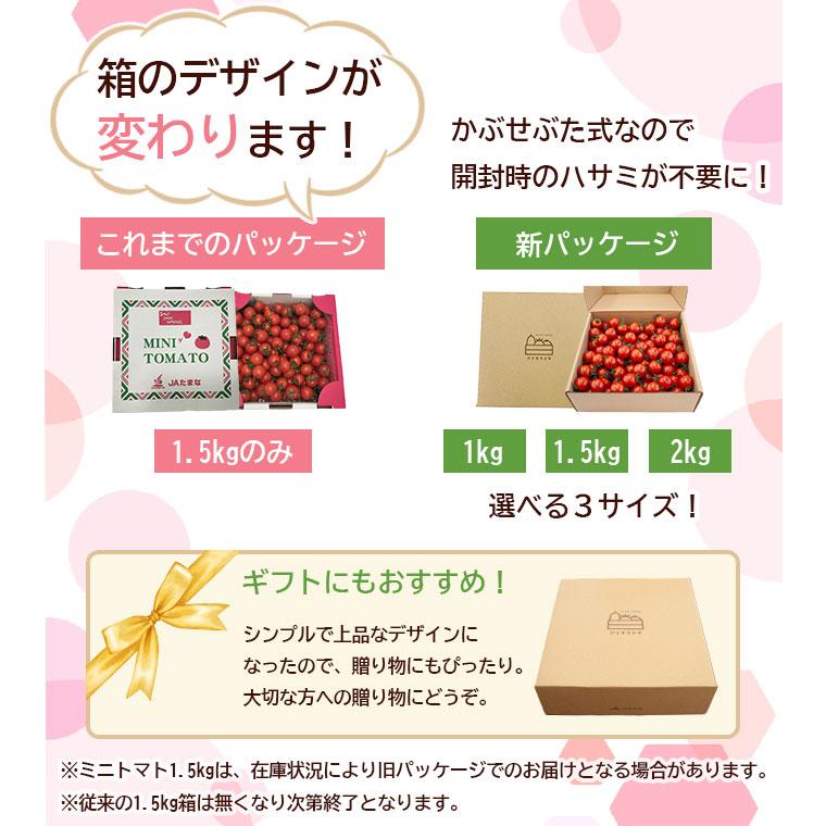 ちょい値下】 JA直送 熊本県産 特選ミニトマト玉宝1.5kg 送料無料