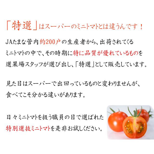 熊本県産 特選ミニトマト玉宝12kg(3kg箱×4) <JA直送> 送料無料 熊本県産 特選ミニトマト玉宝12kg(3kg箱×4) <JA直送> 送料無料