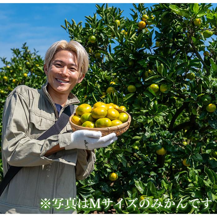 JA直送】熊本県産 極早生みかん「肥のさきがけ」 約5kg 糖度11度以上