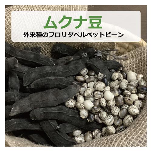 ムクナ豆（フロリダベルベットビーン） 388g以上 【健康サポート農園