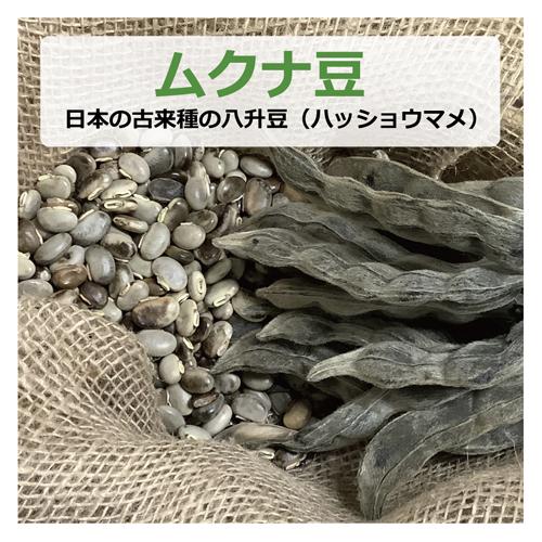 ムクナ豆 （日本の古来種の八升豆） 100g （ハッショウマメ） 【ゆう