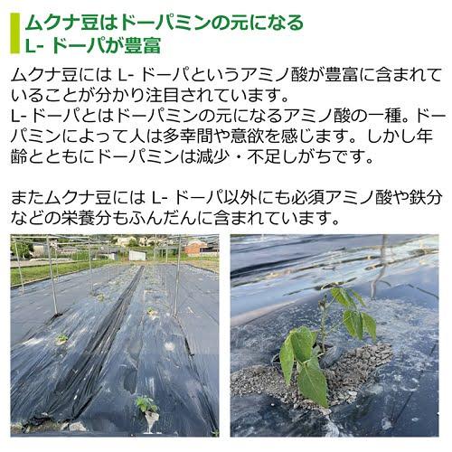 ムクナ豆パウダー 100g 無農薬 無化学肥料 無除草剤 自社農園 大阪産