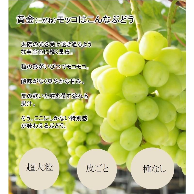 【送料無料】夏の贅沢ぶどう　2房詰合せ(黄金モッコ1房+シャインマスカット1房)  ギフト　お中元　農家直送　高級ぶどう　7月下旬発送開始　｜kirari-fruits-farm｜02