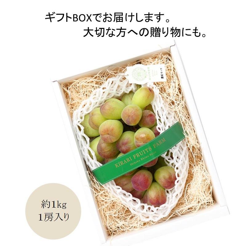 【送料無料】夏の贅沢ぶどう　薄紅モッコ　約1kg　1房　超大粒　最高級品　産地直送　愛媛県産　ハウス栽培　　ギフト　｜kirari-fruits-farm｜04