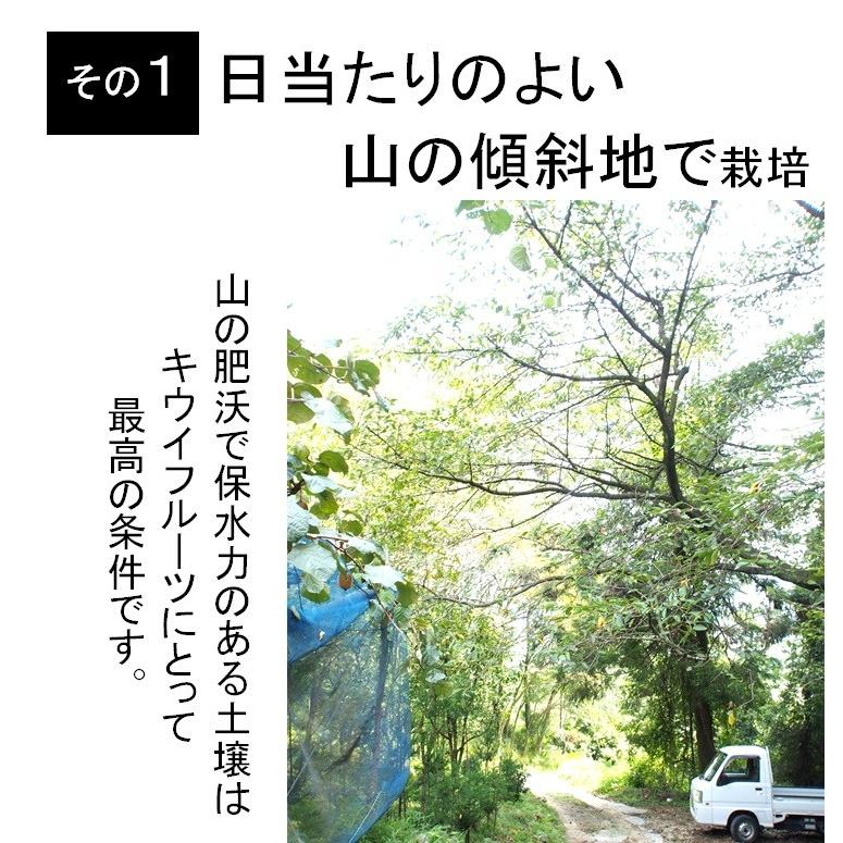 【2月20日より順次発送】キウイフルーツ　グリーンキウイ　ヘイワード　約2.5kg入り　23〜28個入り　農家直送　愛媛県産｜kirari-fruits-farm｜07