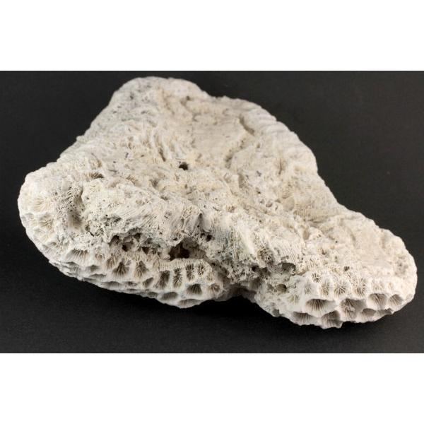 天然 特大 白化サンゴ 珊瑚 白サンゴ 菊目石 園芸 水草 アクアリウム