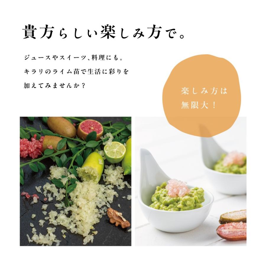 フィンガーライム 苗木 2色セット (果皮：茶色 果肉：ピンク色 & 果皮