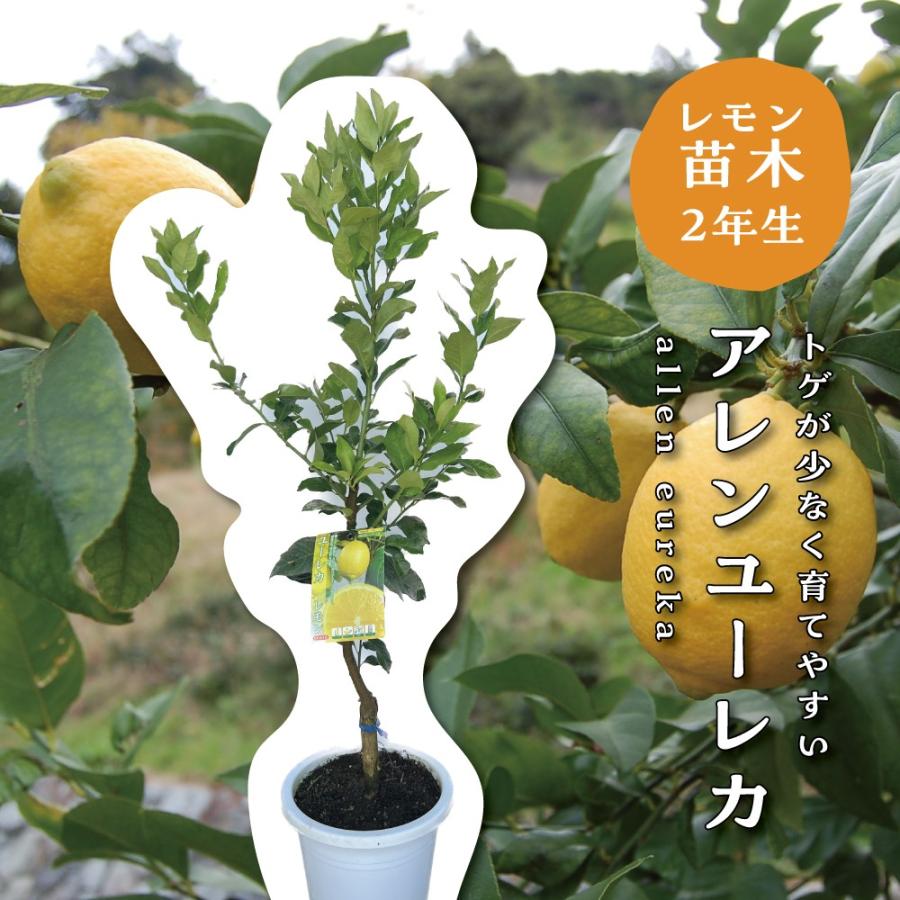 アレンユーレカ レモンの木 レモン 苗木 接木苗 8号鉢 アレンユーレカ レモンの木 レモン 苗木 接木苗 8号鉢