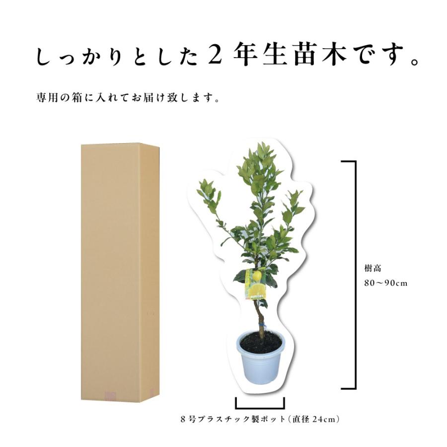 アレンユーレカ レモンの木 レモン 苗木 接木苗 8号鉢 アレンユーレカ レモンの木 レモン 苗木 接木苗 8号鉢