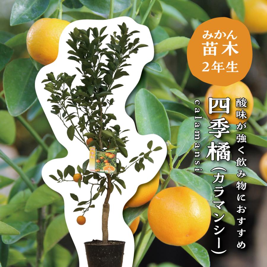 四季橘（カラマンシー）【特等2年生苗木】苗木 みかんの木 接木苗