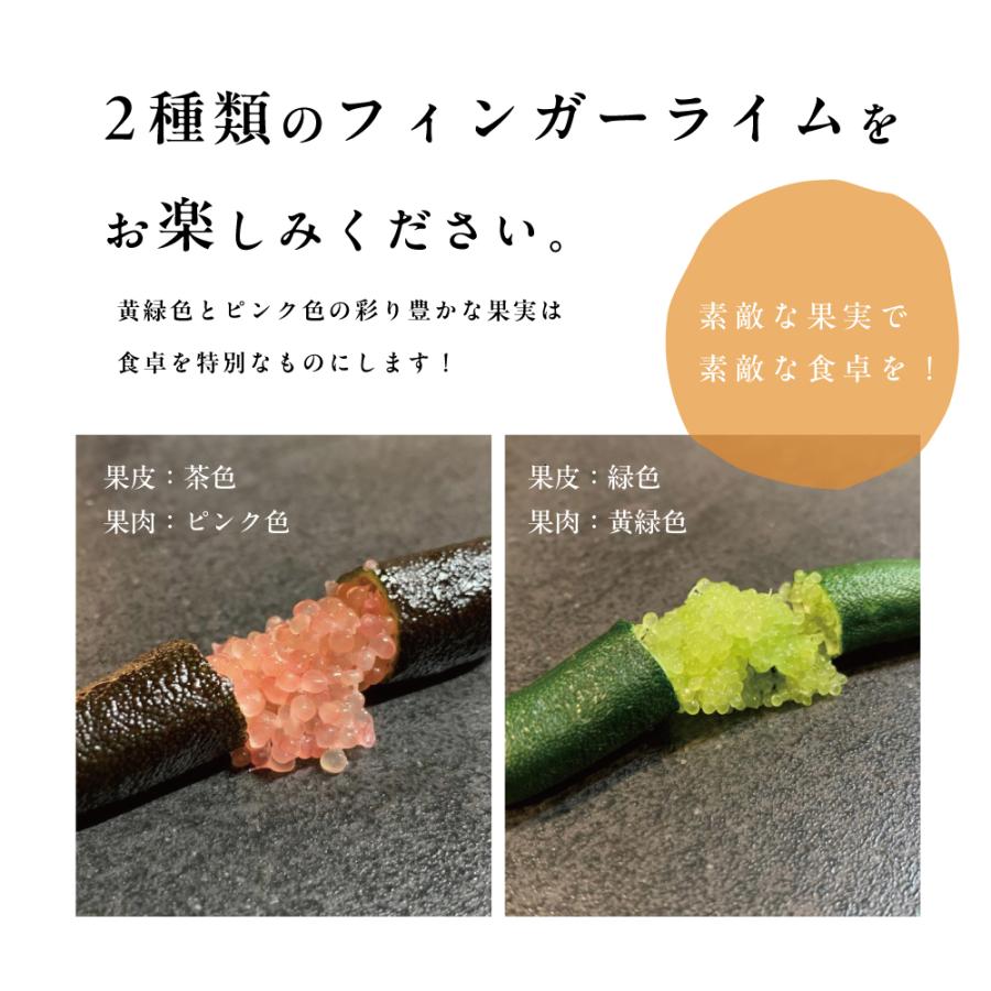 フィンガーライム 苗木 (果皮：緑 果肉：黄緑) キャビアライム