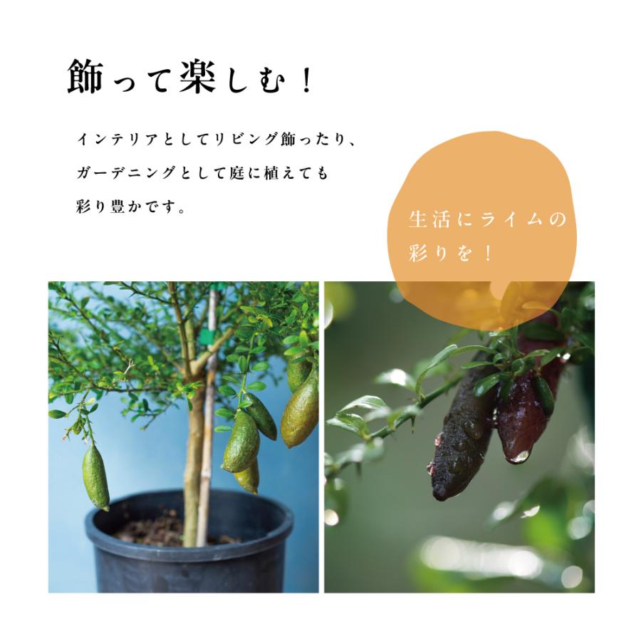 フィンガーライム 苗木 (果皮：緑 果肉：黄緑) キャビアライム
