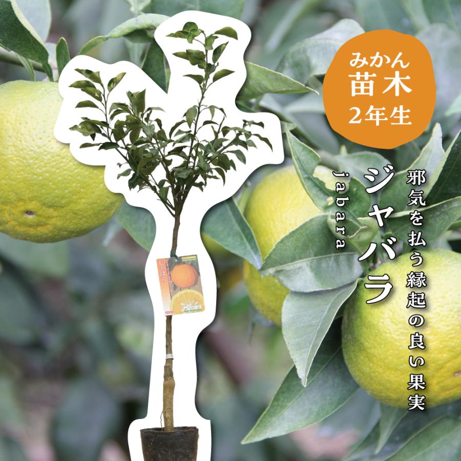 ジャバラ【特等2年生苗木】苗木 みかんの木 接木苗 みかん 5号