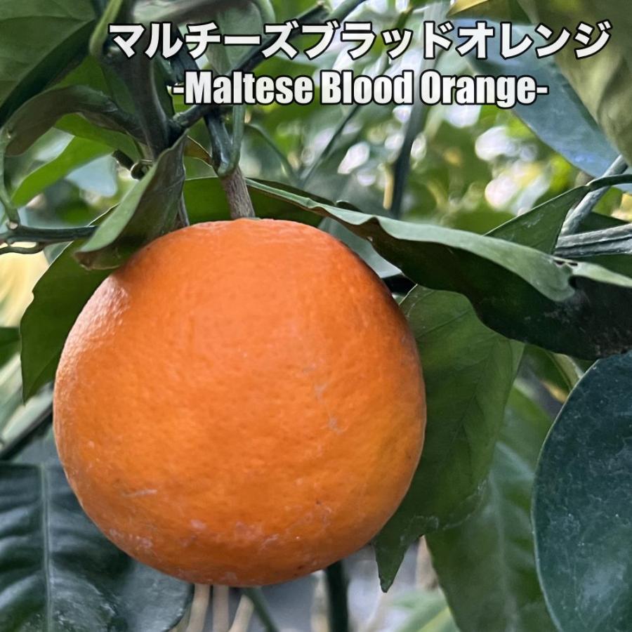 マルチーズブラッド【特等2年生苗木】苗木 みかんの木 接木苗 マルチーズブラッド【特等2年生苗木】苗木 みかんの木 接木苗