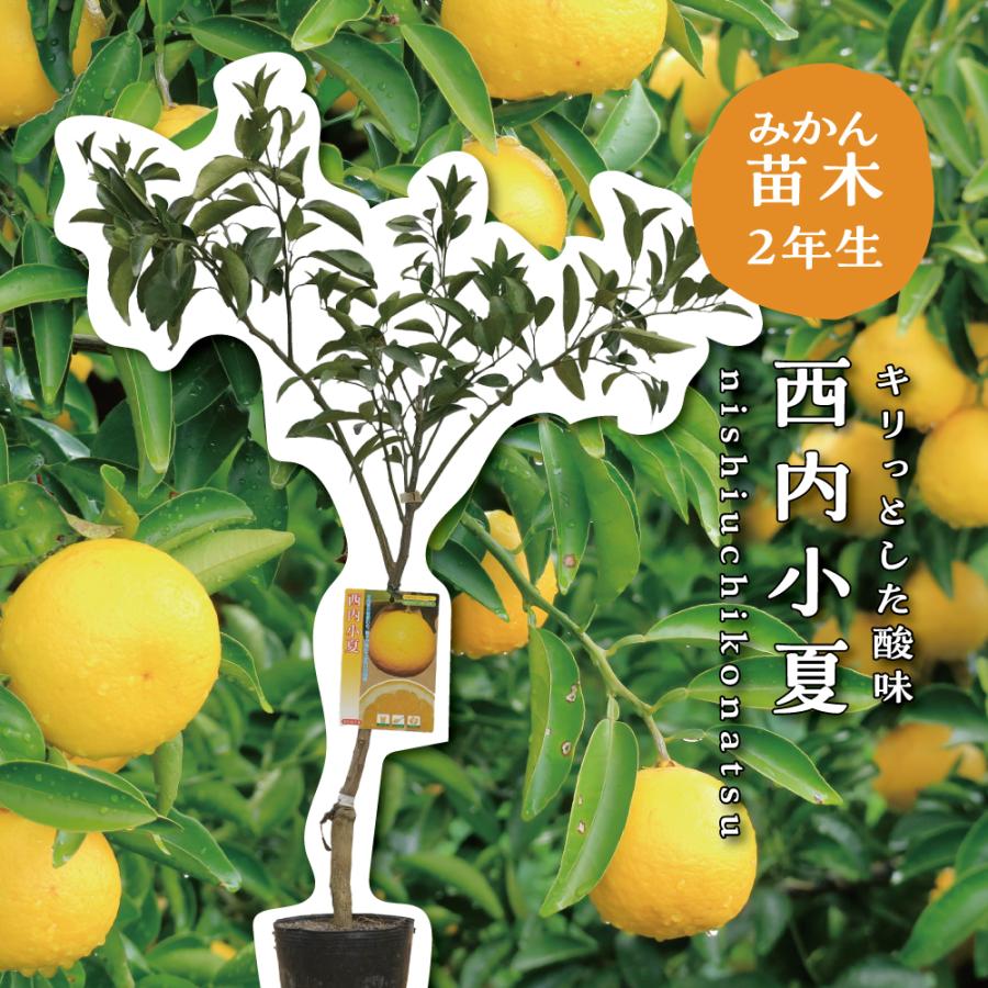 西内小夏【特等2年生苗木】苗木 みかんの木 接木苗 みかん 5号