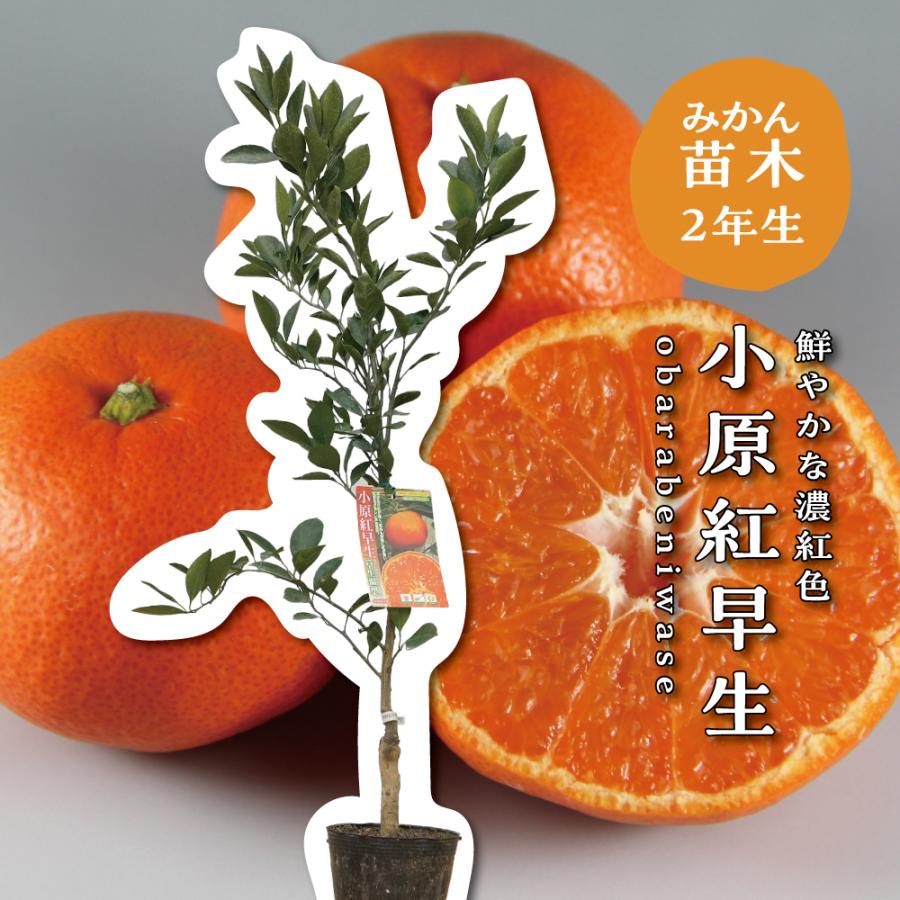 柑橘 果樹苗 小原紅早生 赤いみかんの木 【公式通販】