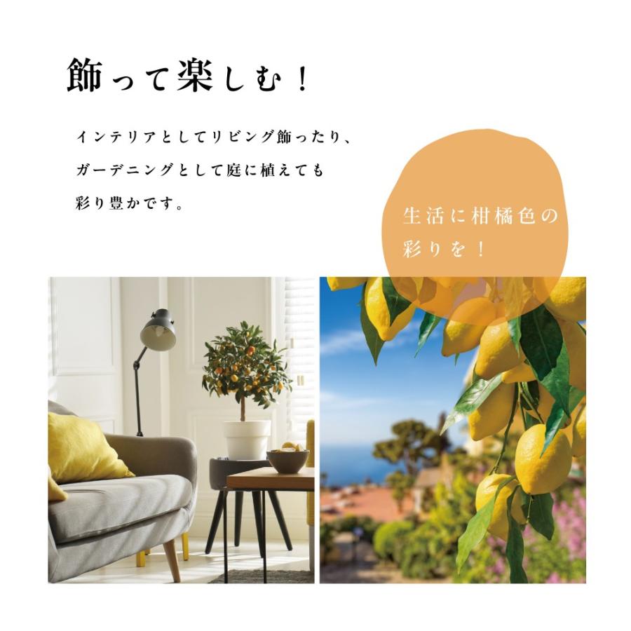ピンクレモネード レモンの木 レモン 苗木 斑入りレモン 接木苗 8号