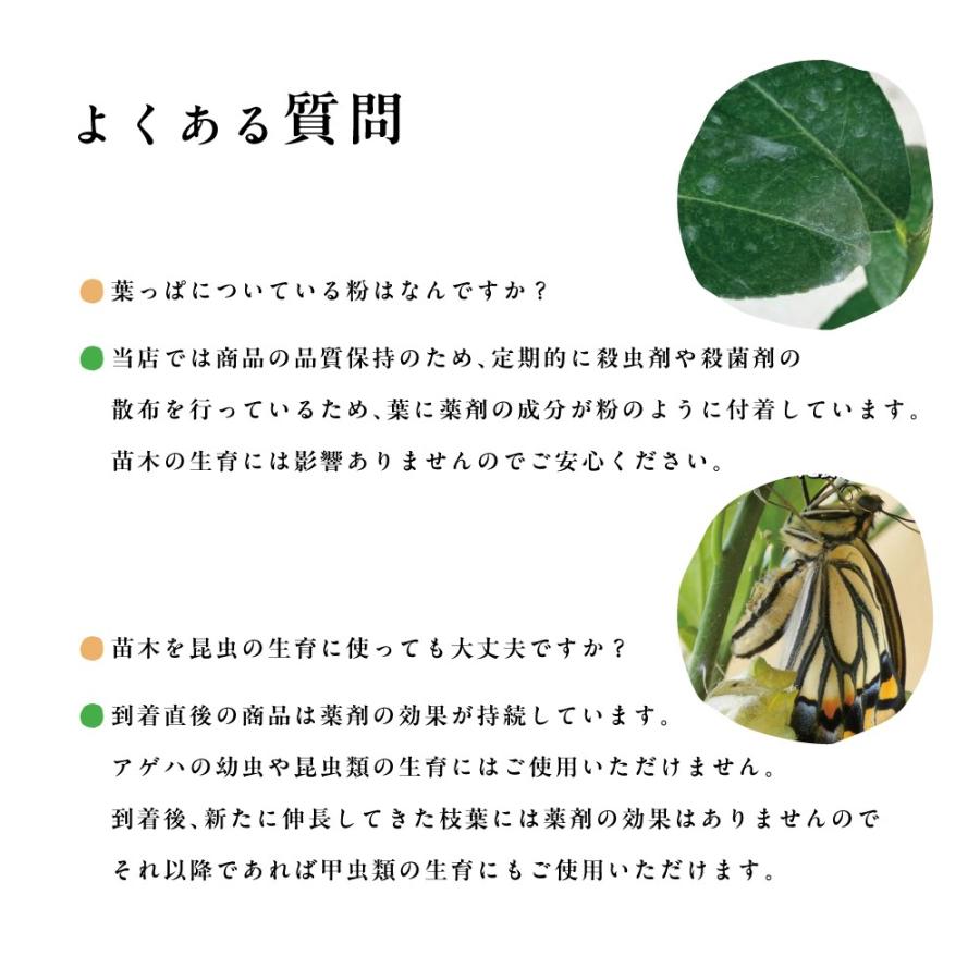 【希少】魔法のオレンジの木 Amazon.co.jp: キンモクセイ 苗 3.5号 金木犀 秋の香りの木